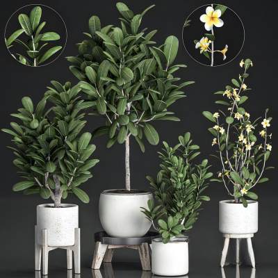 现代绿植盆栽 室内绿植盆栽